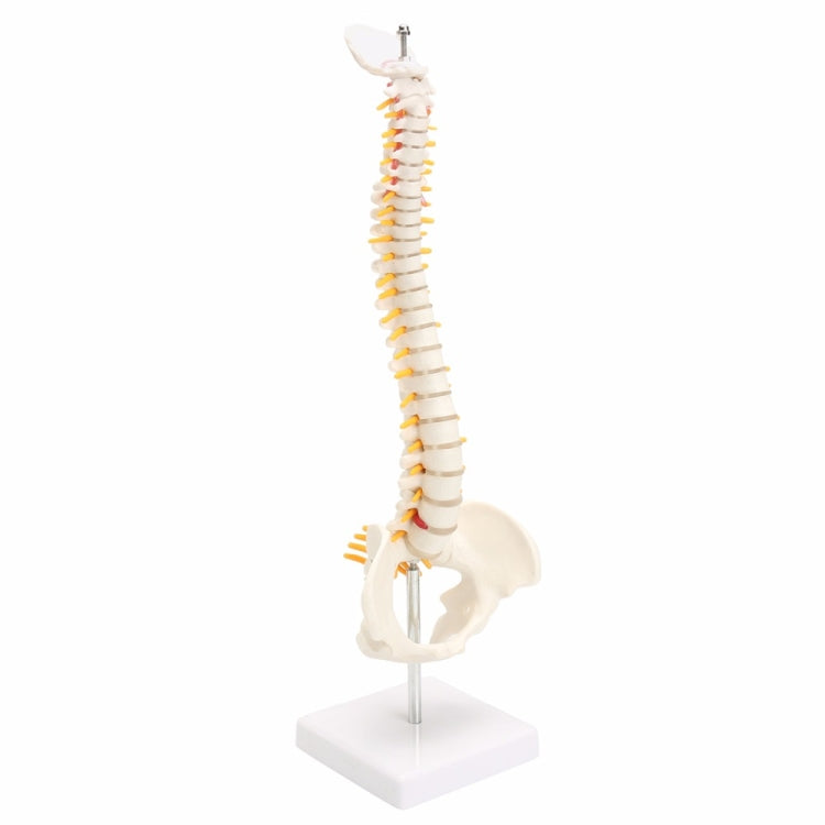45CM Human Spine with Pelvic Model Human Anatomical Anatomy Spine Medical Model spinal column model+Stand Fexible, Human Spine Model