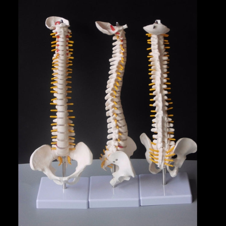 45CM Human Spine with Pelvic Model Human Anatomical Anatomy Spine Medical Model spinal column model+Stand Fexible, Human Spine Model