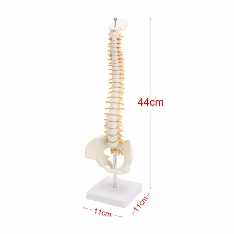 45CM Human Spine with Pelvic Model Human Anatomical Anatomy Spine Medical Model spinal column model+Stand Fexible, Human Spine Model